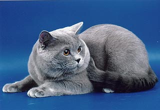 W.Ch. Derek Arkloy BRI a