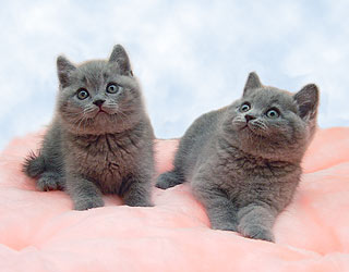 <���������� ������ BRI a