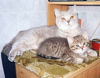 ����� � �����