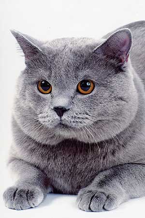 W.Ch. Derek Arkloy BRI a