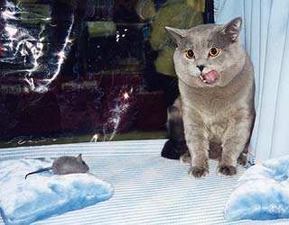 W.Ch. Derek Arkloy BRI a