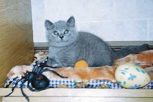 W.Ch. Derek Arkloy BRI a