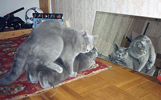 W.Ch. Derek Arkloy BRI a