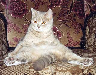 ���������� ����� �����