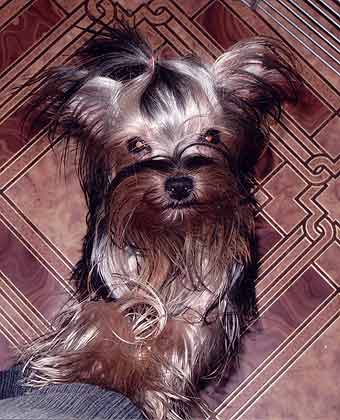 ����������� �������.