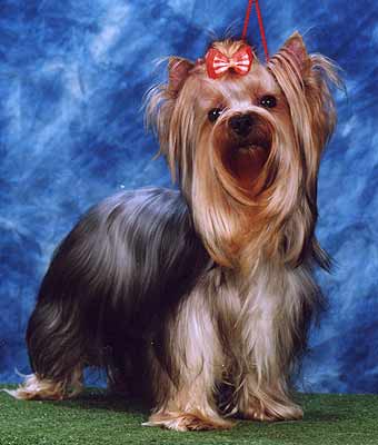 ����������� �������.