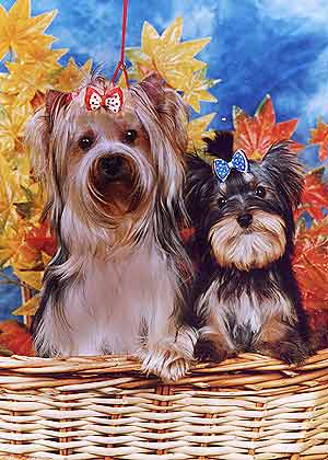 ����������� �������.