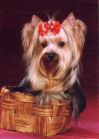 ����������� �������.