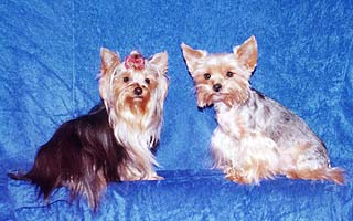 ����� ������������ �������.