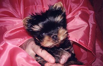 ����� ������������ �������.