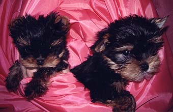 ����� ������������ �������.