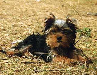 ����� ������������ �������.