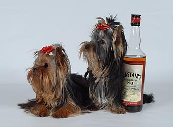 ����������� �������.