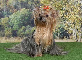 ����������� �������.