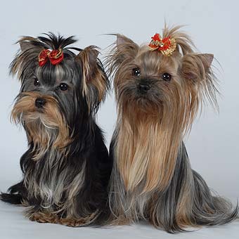 ����������� �������.