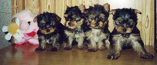 ����� ������������ �������.