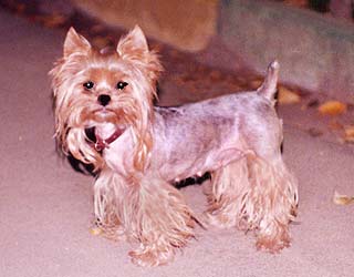 ����� ������������ �������.