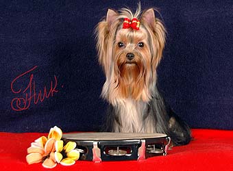 ����������� ������ ���� �������.