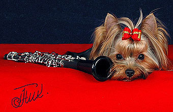 ����������� ������ ���� �������.