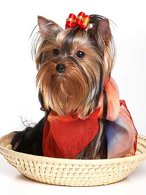 ����������� ������.