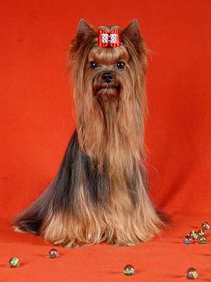 ����������� ������.