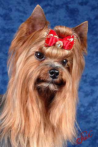 ����������� ������ ����.