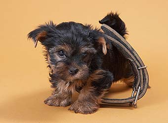 ����������� ������.