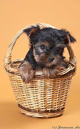 ����������� ������.