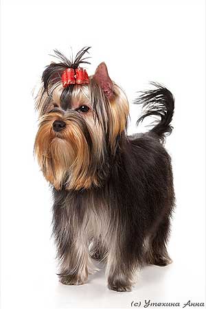 ����������� ������.