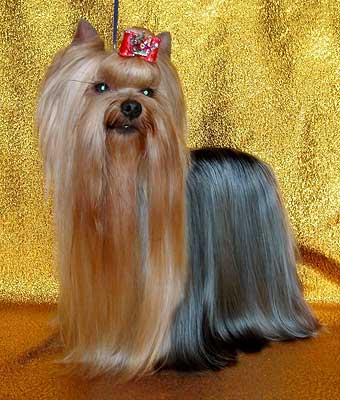 ����������� ������.