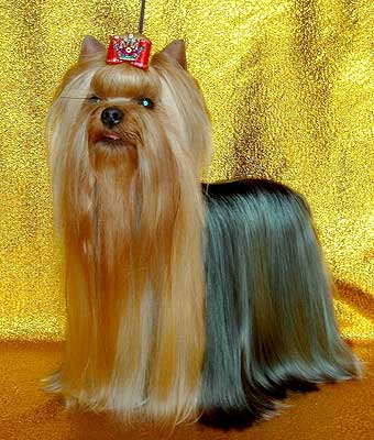 ����������� ������.