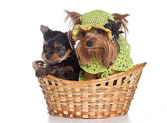 ����������� ������.