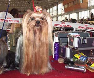 ����������� ������.