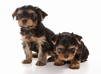 ����������� ������.