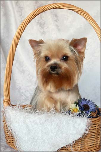 ����������� ������.