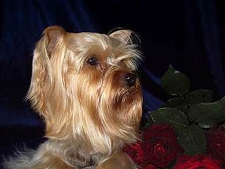 ����������� ������ ������ ����� ������ ����.