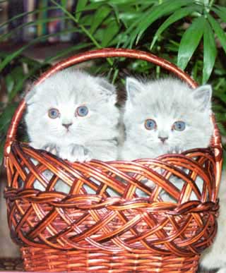 ���������� � ����������� ��������� ������ �� E.Ch. Danila MacViolet Rose 
������������ �������� ������ SFS c