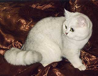 ���������� �������