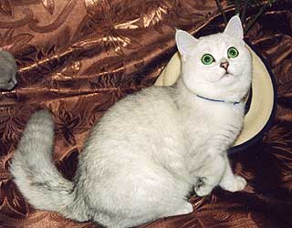 ���������� �����