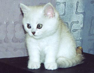 ���������� ���