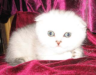 ���������� ���