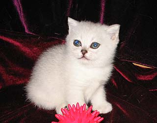 ���������� ���