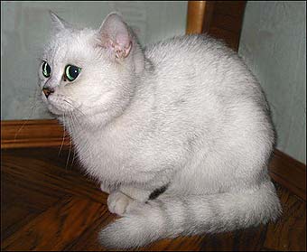 ���������� ���