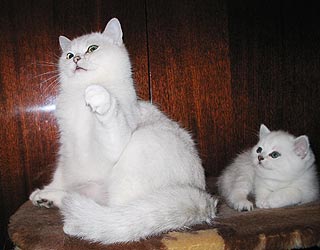 ���������� ����� � �����