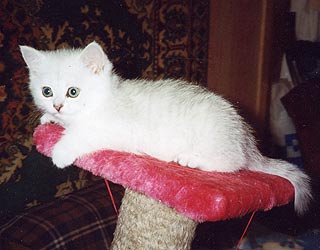 ���������� ������� ����� �������