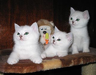 ���������� ������