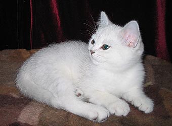 ���������� ������� - �����