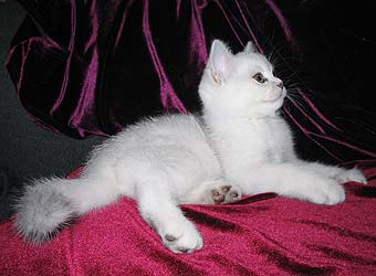 ���������� ������� - �����