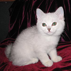 ���������� ������� - �����