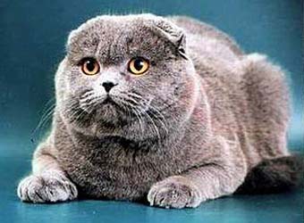 ����������� ��������� �����